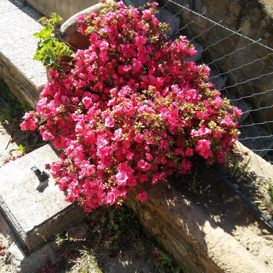 La Cabana Romantica De Llano Valencia de Alcántara المظهر الخارجي الصورة